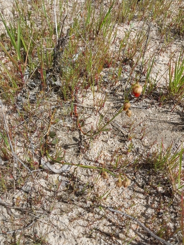Trailing Dollsrose (Hermannia procumbens)