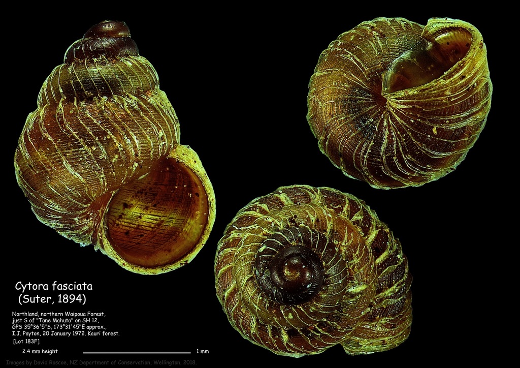 Cytora fasciata