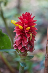 Costus comosus