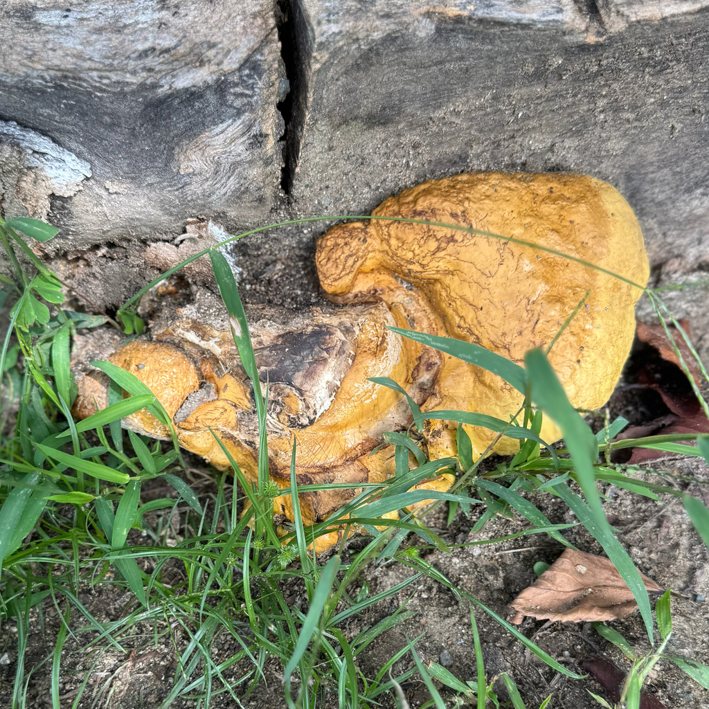 Vanderbylia fraxinea · September 2025 · photo: © liem_malarney (iNaturalist, cc-by)