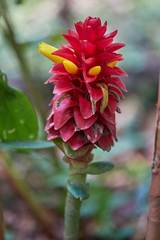 Costus comosus