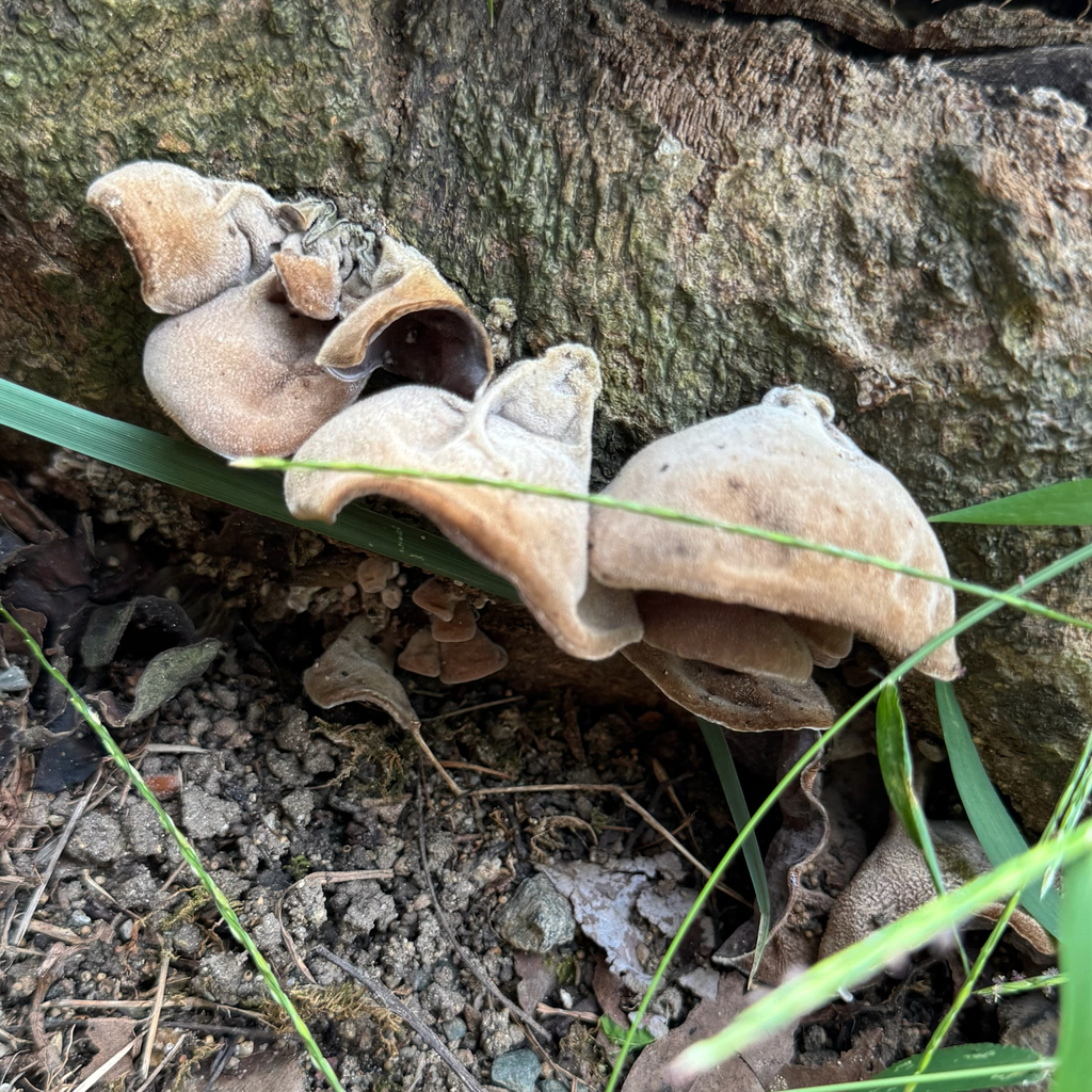 Auricularia polytricha · September 2025 · photo: © liem_malarney (iNaturalist, cc-by)