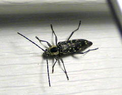 Sarosesthes fulminans