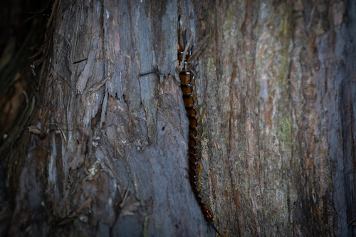 New Zealand giant centipede