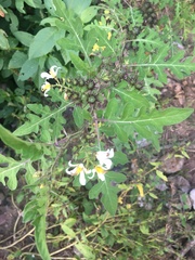 Solanum grayi