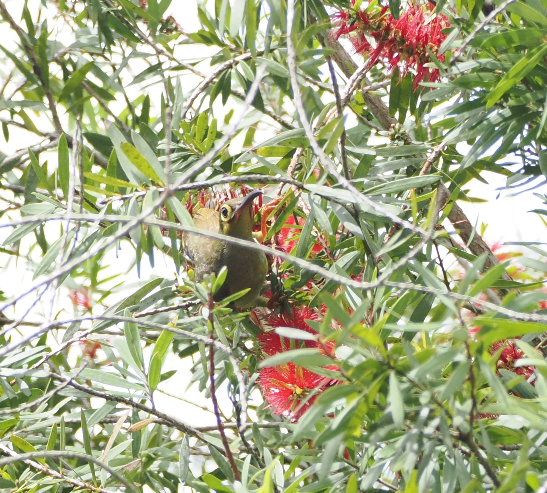 Spectacled Spiderhunter (Arachnothera flavigaster), photo 5