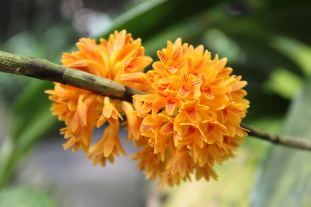 Dendrobium bullenianum Rchb.f.