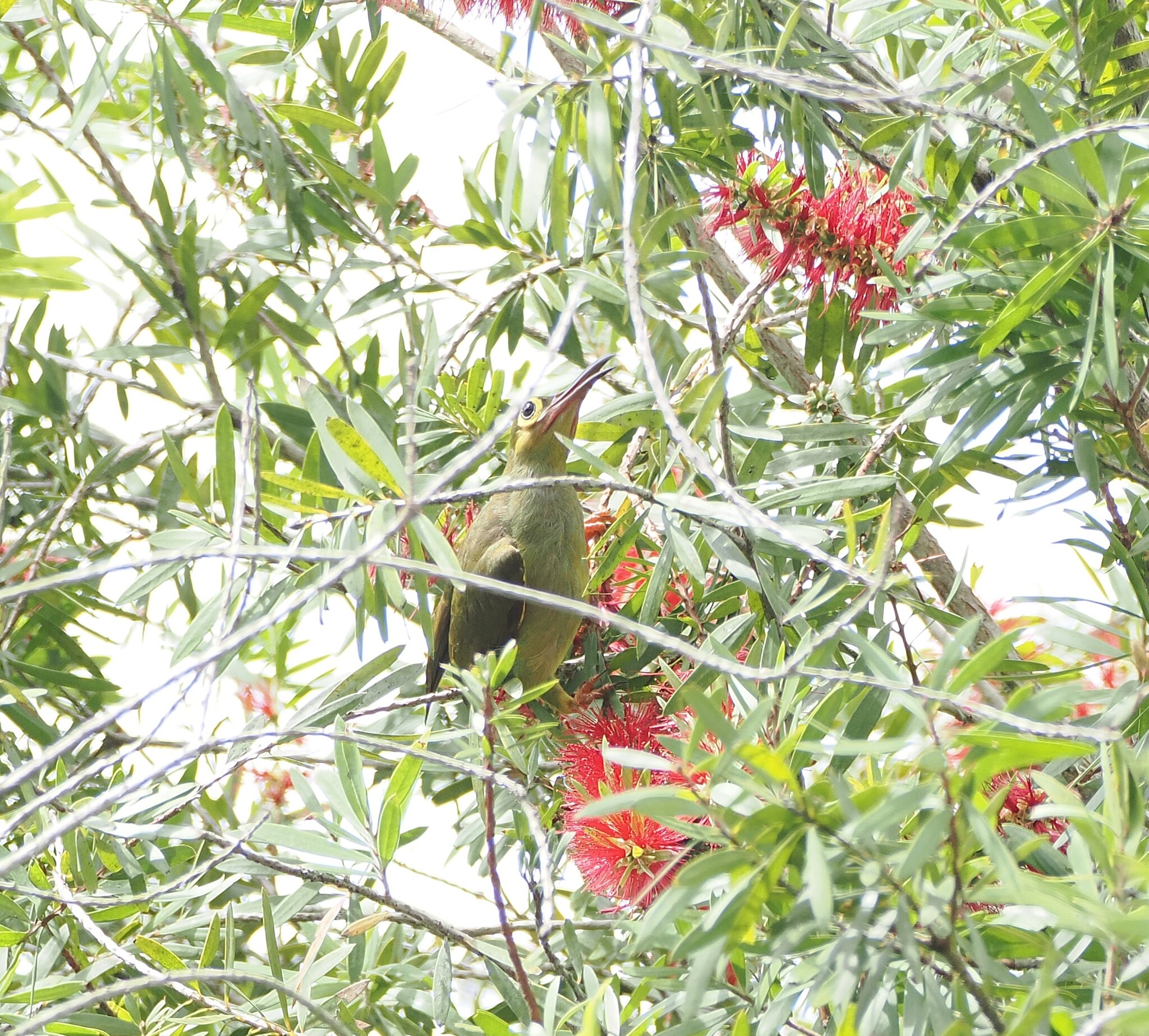 Spectacled Spiderhunter (Arachnothera flavigaster), photo 6