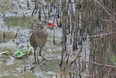 Rallus longirostris