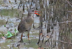 Rallus longirostris