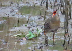 Rallus longirostris