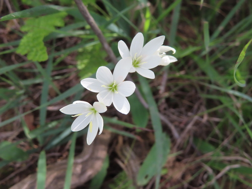 Geissorhiza bolusii