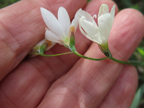 Geissorhiza bolusii