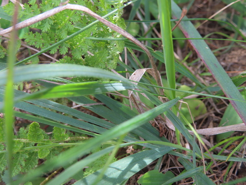 Geissorhiza bolusii
