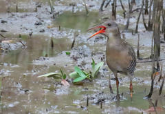 Rallus longirostris