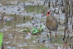 Rallus longirostris