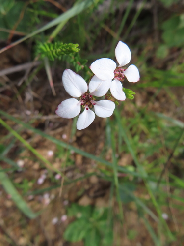 Loose Chinaflower (Adenandra marginata)