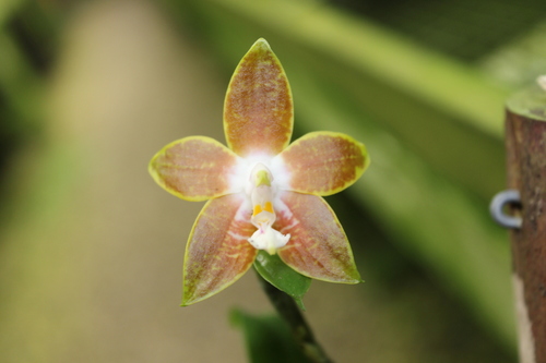 Veined Phalaenopsis