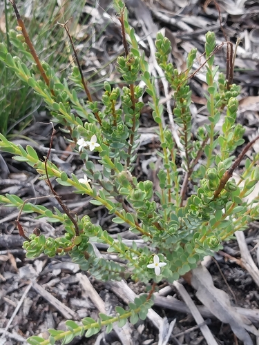 Dune Capesaffron (Gnidia spicata)