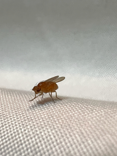 Homoneura unguiculata observed 2025-09-21