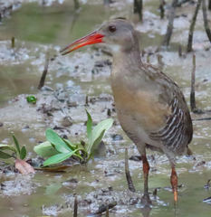 Rallus longirostris