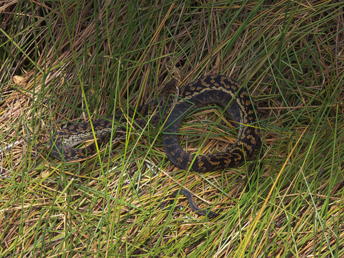 Australian Scrub Python sighting