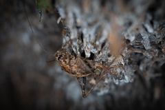 Pleioplectron hudsoni