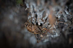 Pleioplectron hudsoni