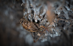 Pleioplectron hudsoni