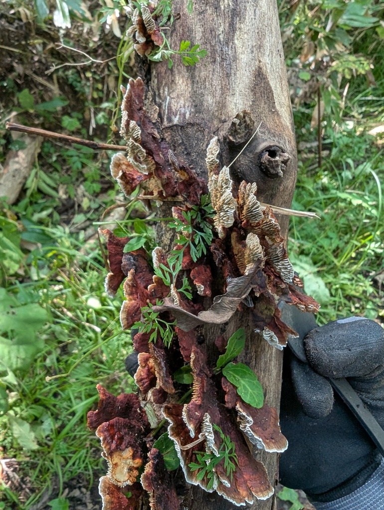 Daedaleopsis confragosa tricolor