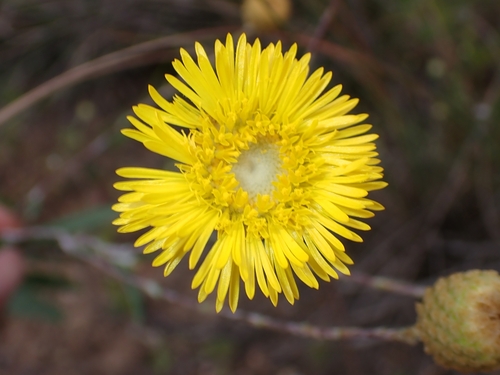 Pleated podolepis