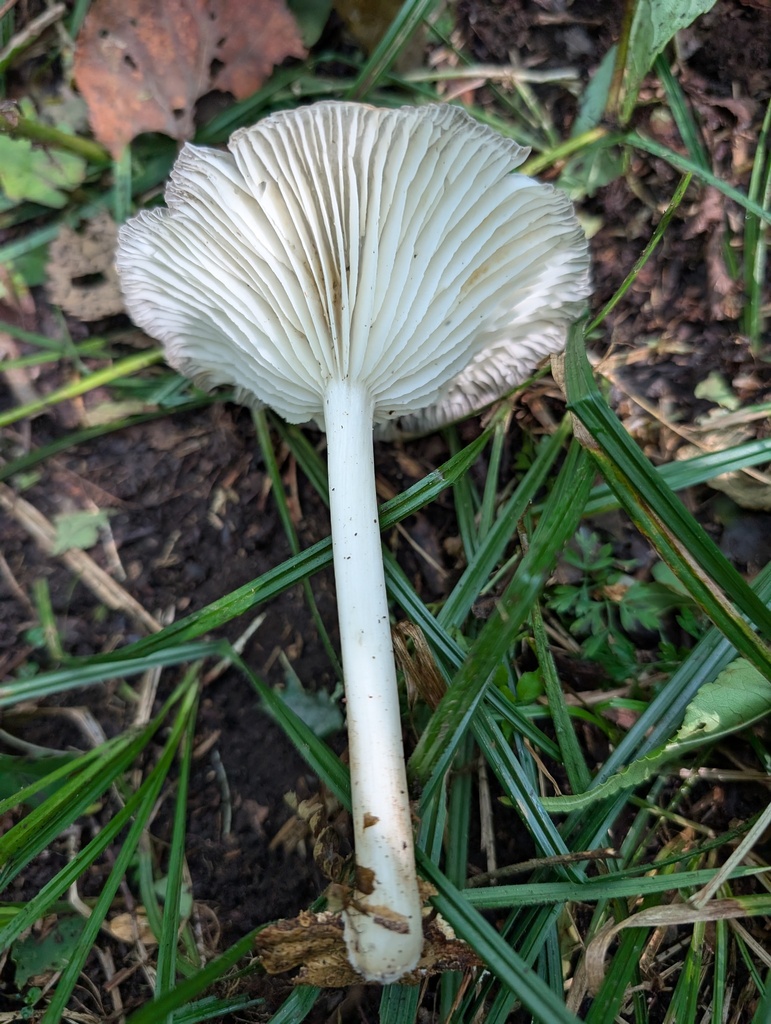 Megacollybia clitocyboidea · September 2025 · photo: © atsushi_nakajima_cirque (iNaturalist, cc-by)
