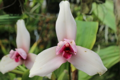 Lycaste virginalis