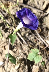 Ipomoea purpurea