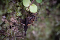 Pleioplectron hudsoni