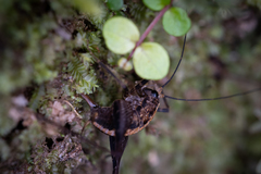 Pleioplectron hudsoni