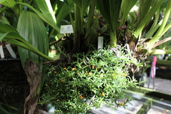 Mediocalcar decoratum