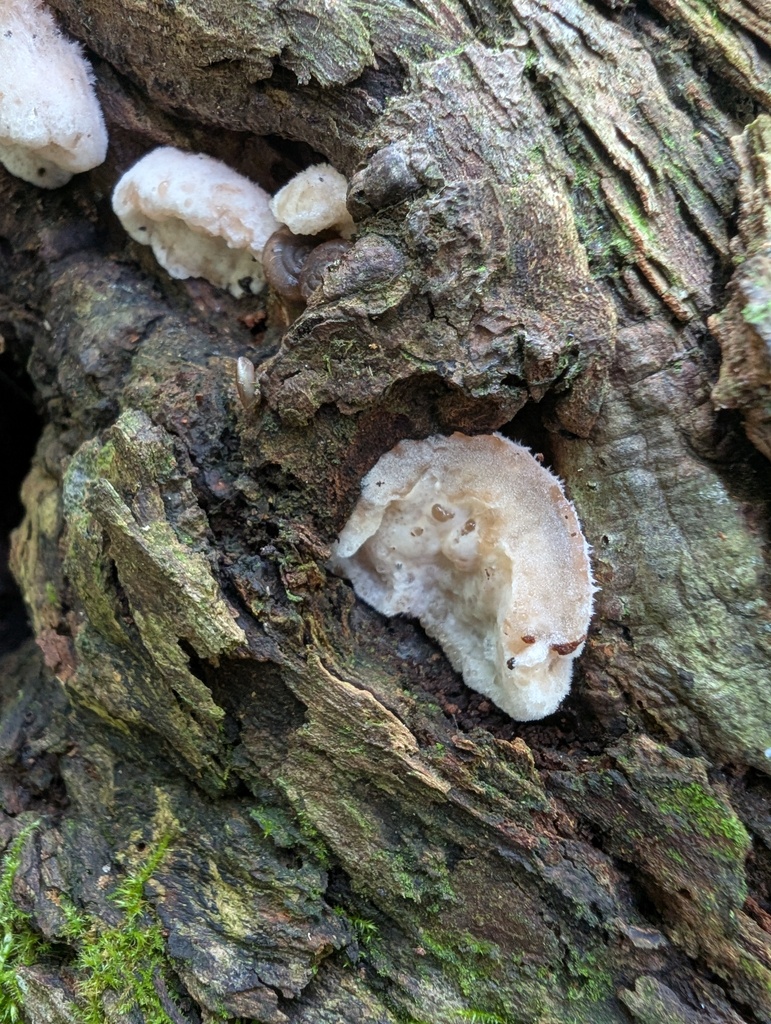 Gloeostereum incarnatum · September 2025 · photo: © atsushi_nakajima_cirque (iNaturalist, cc-by)
