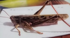 Schistocerca piceifrons