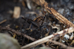 Pleioplectron hudsoni