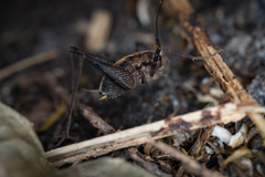 Pleioplectron hudsoni