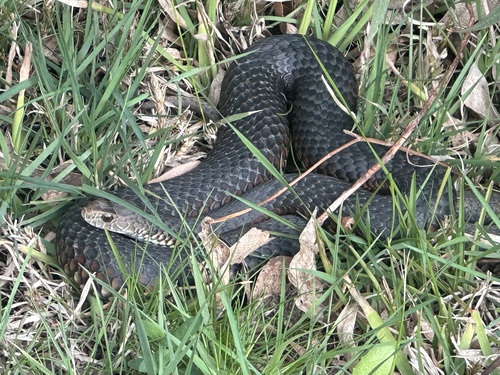 Lowlands Copperhead sighting