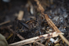 Pleioplectron hudsoni