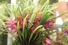 Masdevallia roseola