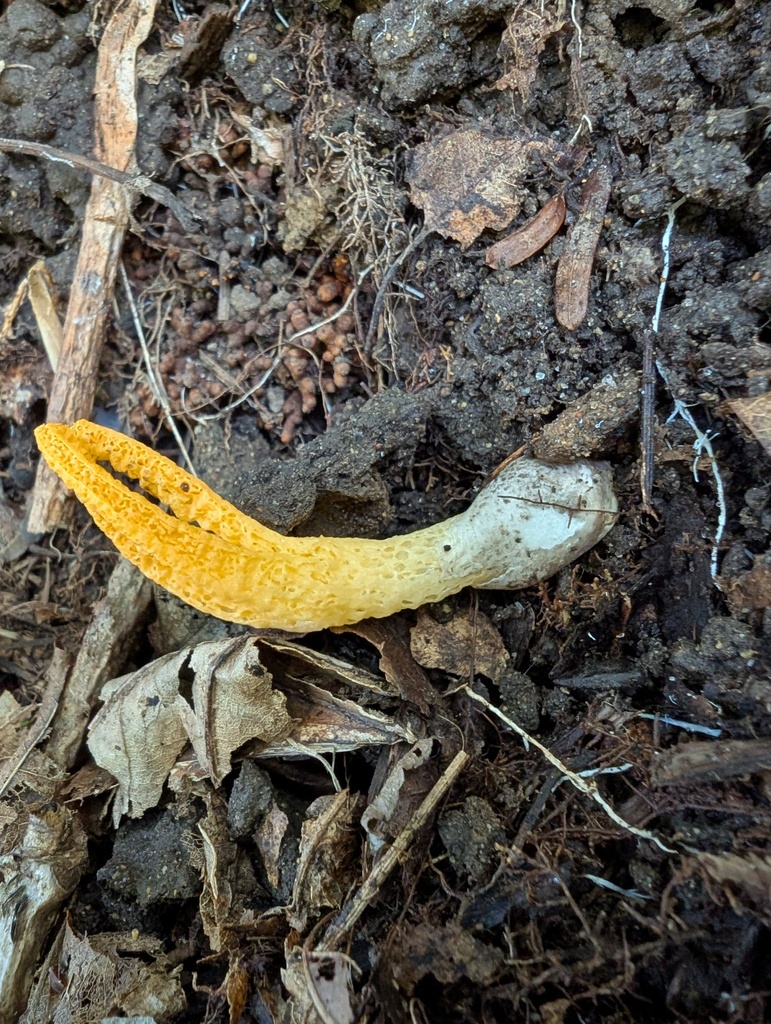 Pseudocolus fusiformis
