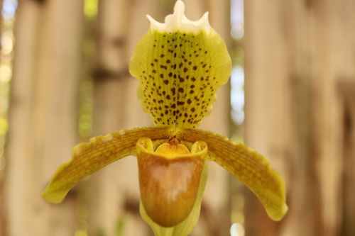 Splendid Paphiopedilum (Paphiopedilum insigne)