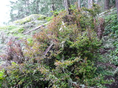 Calyptospora columnaris