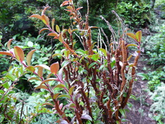 Calyptospora columnaris