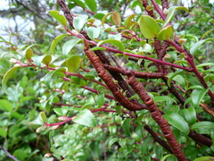 Calyptospora columnaris