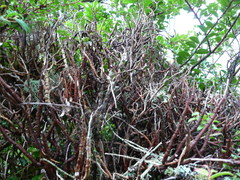 Calyptospora columnaris